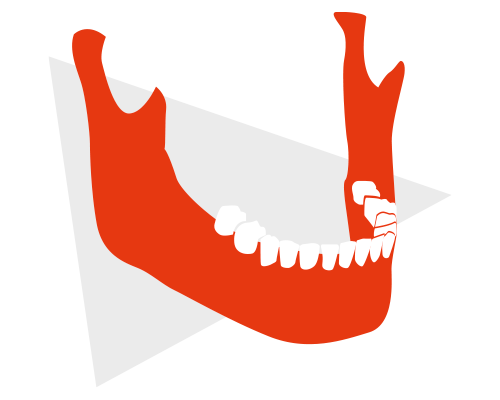 Mandibul