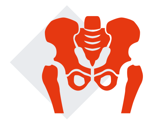 Pelvis